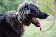 Collare con punte e piastre per Cane da pastore del Caucaso Collare con punte e piastre per Cane da pastore del Caucaso